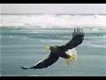 THUDERBIRD MYTH OR REAL?
