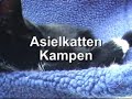 Asiel katten, dierenasiel kampen
