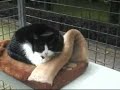 Asiel katten, dierenasiel kampen