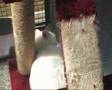 Asiel katten, dierenasiel kampen