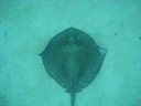 Wild Stingray at Disney's Castaway Cay, Bahamas