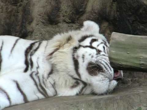 TIGER YAWN