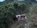 apash dans les alpilles