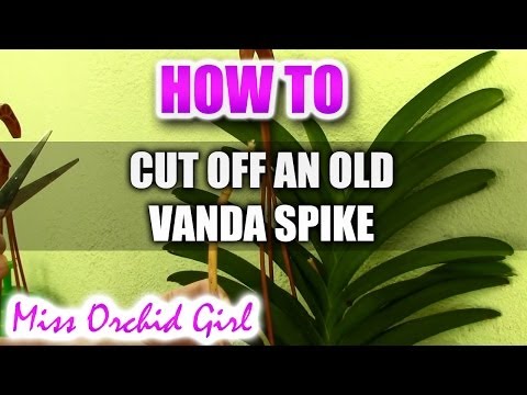 how to replant vanda orchids