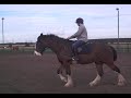 Moorfield Callum's (Shire Horse) schooling session. 5th oct 2009.
