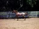 RPSI Approved Pony Stallion: Rummy