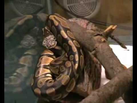 how to care python leather