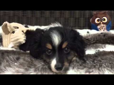 Adorable, Tiny, Tricolor Toy Aussie