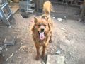 2010-05-20 | funny dog 1 ~> ()