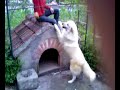 il mio cane pazzo....