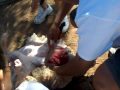 Navajo City boy butchering sheep Navajo City boy butchering sheep