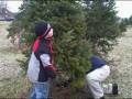 Bodkin Christmas Tree 08