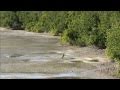 Honeymoon Island State Park, Dunedin, FL, USA ...
