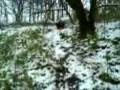 videos de Episode 1 nettles joel