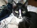 This is my new kitten, Turanga Leela. She's about 9 months old and I got her just before my 24th birthday. I've had her for a month now. And yes I dyed her stripe purple. :D