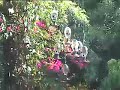 Hummingbird swarm 2008 Hummingbird swarm 2008