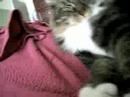 My Cat Is Being Cute My Cat Is Being Cute