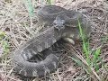 Northern Pacific Rattlesnake in Napa Valley
