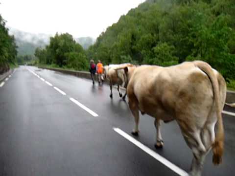 Transhumance near St Lary