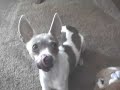 teaching my dog to growl
