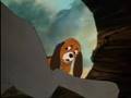 Fox and the hound ~ star