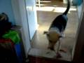 nana fetching leash