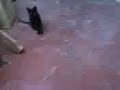 gatito ti