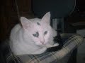 Jeannie & Simba Inklusive Bad Boys Blue - Russia In My Eyes