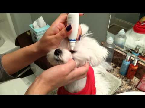 how to remove dog tear stains