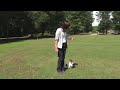 Off Leash Dog Training - Papillons Distraction Training at Dog Park