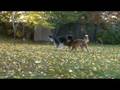 videos de 20081104165205.mpg