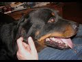 Angel the Rottweiler Angel the Rottweiler