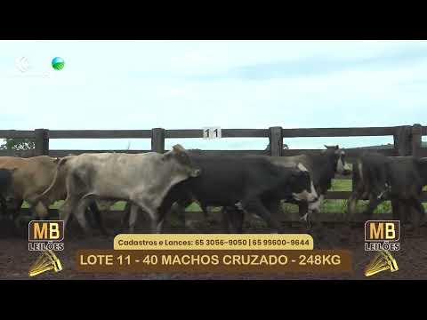 533� LEIL�O VIRTUAL MB LEIL�ES