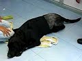 Stem cells Transplatation in Completed Paralyze Dog.