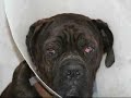 Rescue  Neapolitan  mastiff