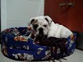 Otto Masticando