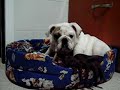 Otto Masticando