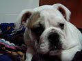 Otto Masticando
