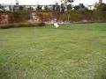 Borzoi video