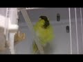 Variegated Parisian Canary Variegated Parisian Canary