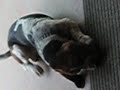 basset houn romeo by valy basset houn romeo by valy