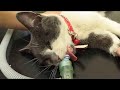Macy the cat gets neutered