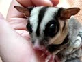 sugar glider / pero pero momonga