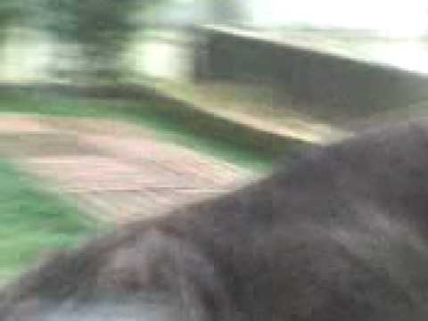dog allemand