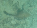 Octopus at Bora Bora Four Seasons Resort