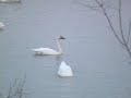 Tundra Swan Migration pt1