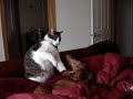 Miniature Dachshund and Cat Playing