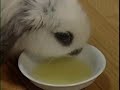 ????????????Of the rabbit keep it; one 2/2) ????????????Of the rabbit keep it; one 2/2)