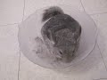Chinchilla Dust Bath #2