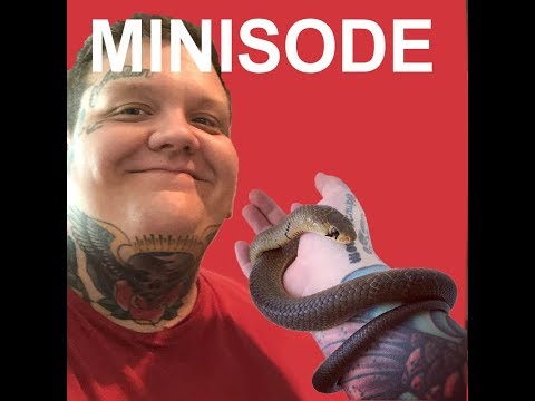 YouTube reptile video